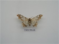 藏品(中國蛾類)的圖片